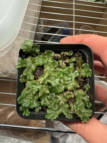 Live umbrella liverwort plants - liverwort,