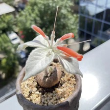 2PCS Succulent Cactus Plant