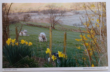 Kentmere Lake District Cumbria Postcard Spring Daffodils and Lambs - unposted