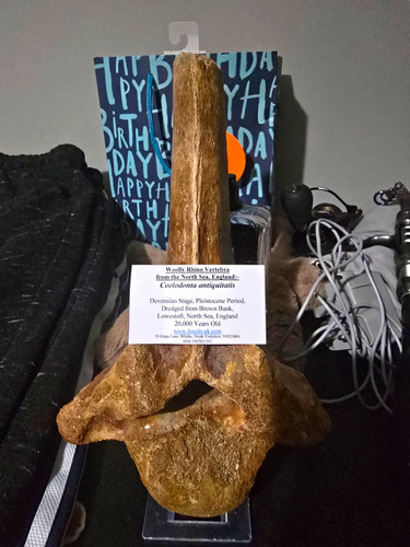 Full woolly rhino vertebra - full,