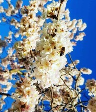 Cherry blossom tree - cherry,