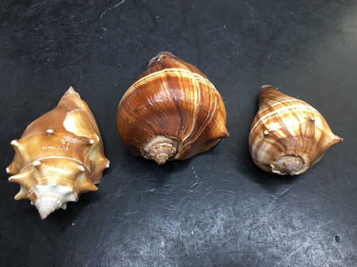 Shell lot conch land - of,