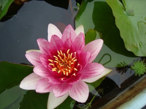 Super waterlilies for - for, £10