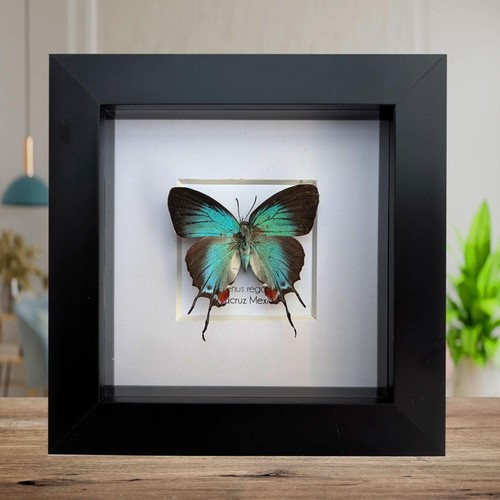 Framed regal hairstreak - framed,