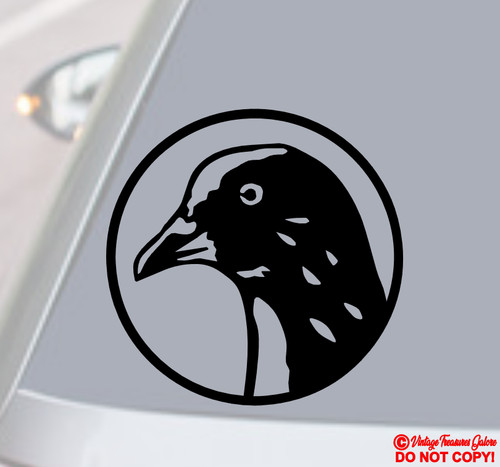 Pigeon rock dove - domestic, bird