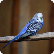 Pack Of 6 Blue Budgie Birds