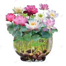 Lotus Mix Flower Seed Hand