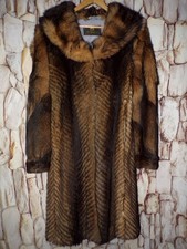 Amazing Genuine Coyote (Canis