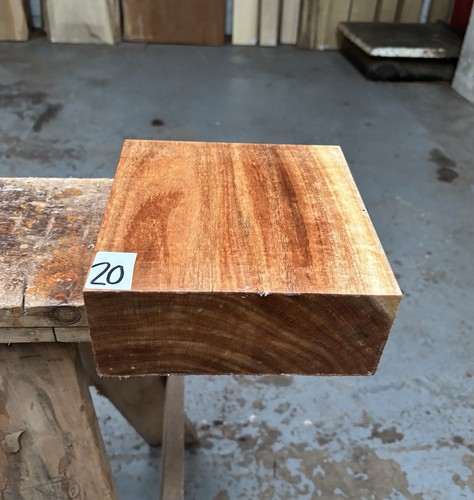 Tasmanian blackwood x - 1,