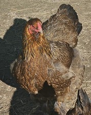 8+  Partridge Brahma Hatching