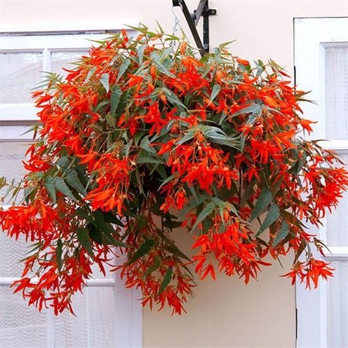 Begonia trailing plants 3 - begonia, x