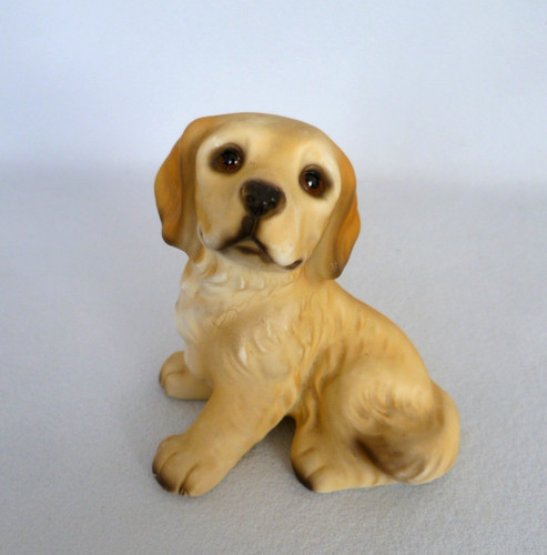 Harvey knox golden labrador - harvey,