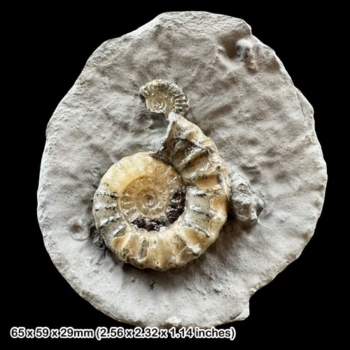Oistoceras calcite ammonite - oistoceras,