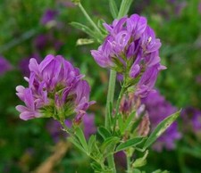 Lucerne alfalfa nitrogen - lucerne,