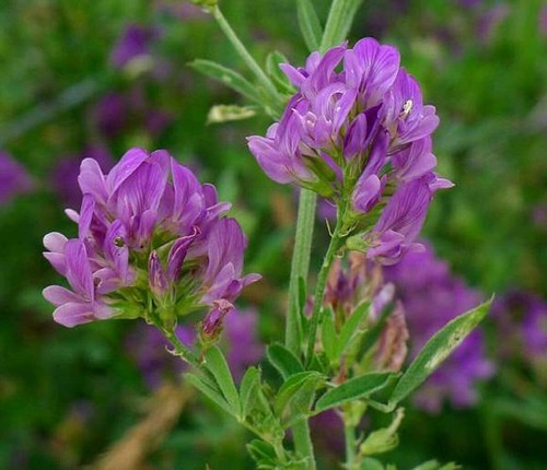 Lucerne alfalfa nitrogen - alfalfa,