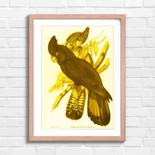 Vintage black cockatoo - vintage, bird