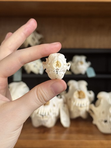 Taxidermy skeleton bones