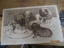 Pug Puppies BELGIUM Martougin Chocolate Advertising Postcard P/M Belgium c1929