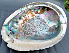 BIG ABALONE SHELL BLUE LARGE RAINBOW MOTHER OF PEARL ART SOURCE DISH BOWL 16.5CM
