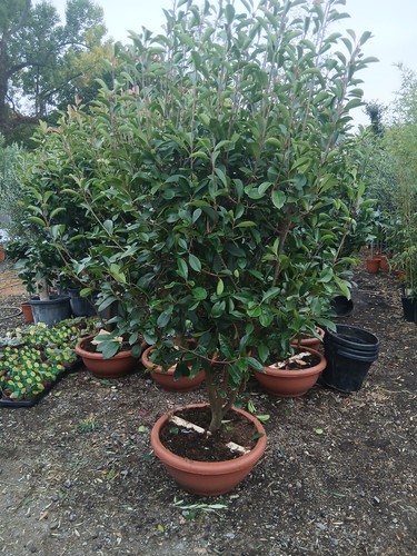 Photinia red robin - photinia, stem
