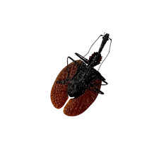 Violin Beetle (Mormolyce