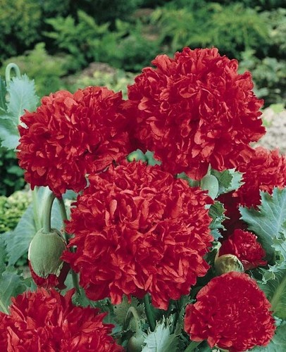 Red poppy pom - pom, flower
