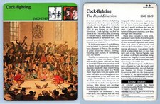 Cock-Fighting - Daily Life -