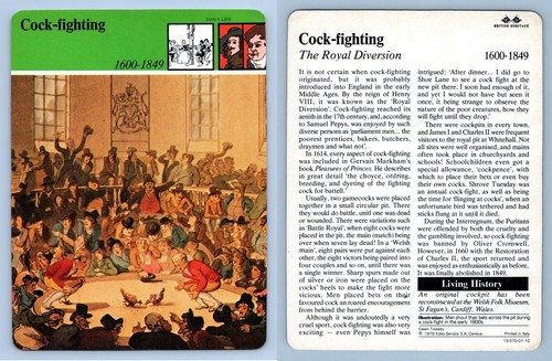 Cock fighting daily - cock-fighting,