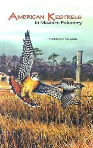 American kestrels modern - american,