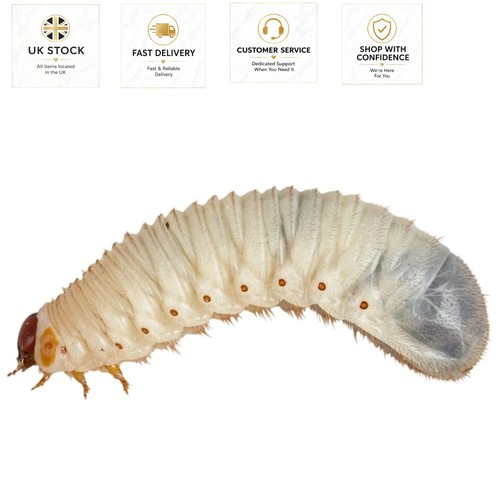 Live fruit beetle pachnoda - live,