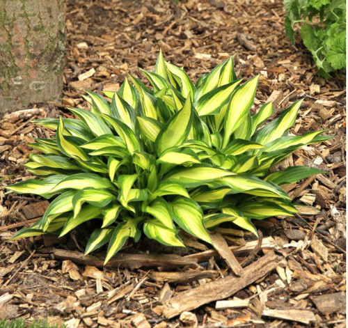 Hosta little tuft plantain - hosta, (plantain