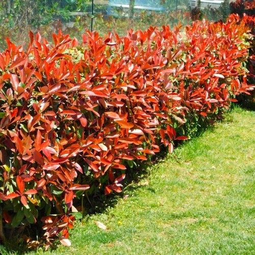 Photinia red robin plants - plants, 2