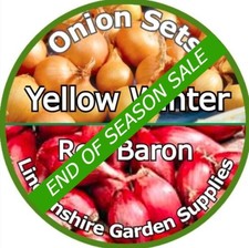 Autumn Planting Onion Sets