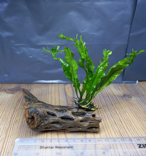 Java fern colla wood - colla, wood-