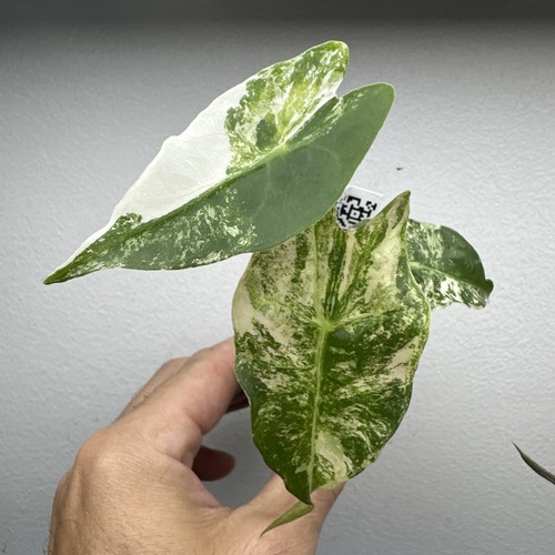 Alocasia venom variegated - alocasia,