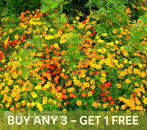 Signet marigold starfire mix - marigold,