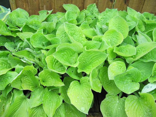 Hosta august moon plantain - hosta,