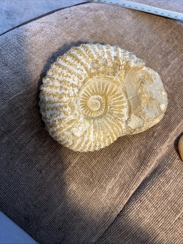 Large fossil ammonite - large,