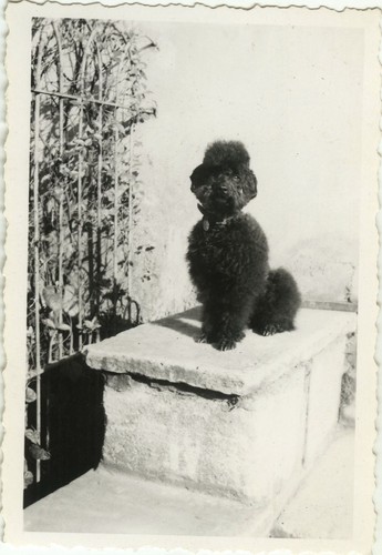 Antique photo vintage - antique,