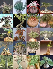 CAUDEX PLANTS MIX rare base plant exotic caudiciform succulents bonsai 20 seeds