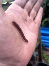 4 Live Scarlet Millipedes - 2X