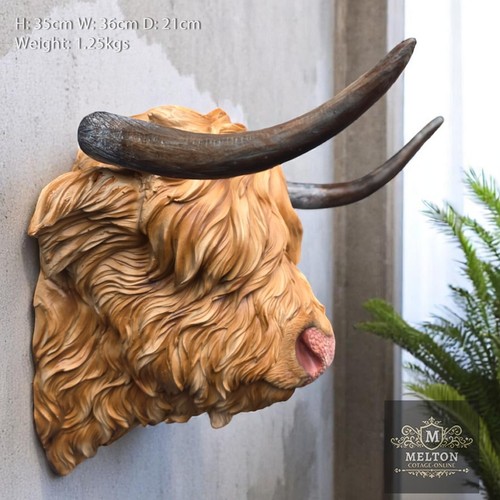 Scottish highland cow head - scottish,