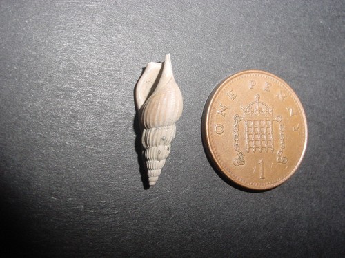 Classic eocene fossil - uk,