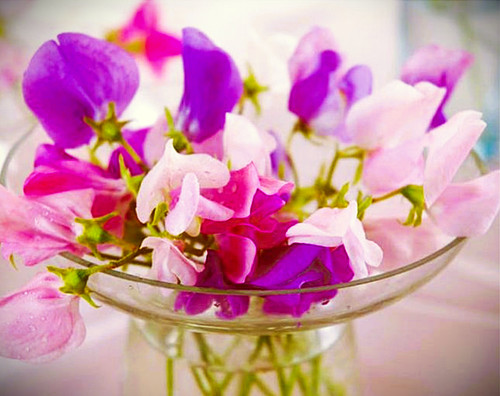 Sweet pea heaven scent - sweet,