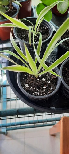 Chlorophytum female spider - female,