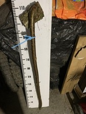 HAZEL SHANK WALKING STICK KNOB  Lot 149