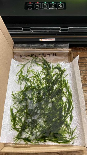 100 guppy grass - guppy, floating