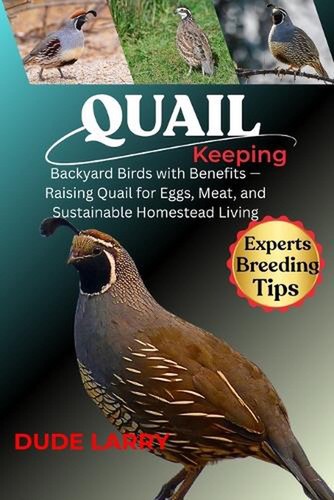 Quail keeping backyard birds - backyard,