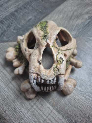 Skull halloween animal resin - halloween,