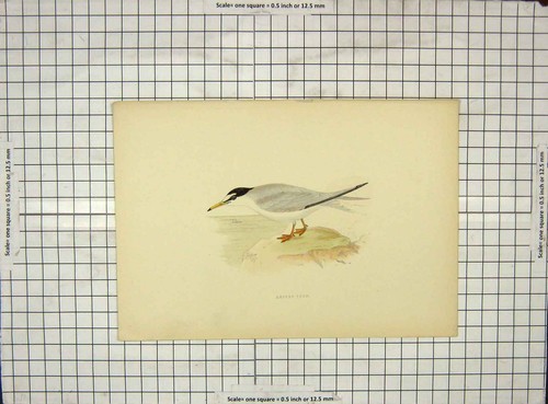 Original old antique print - original,